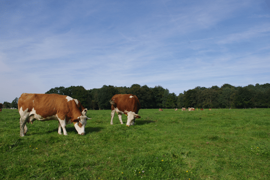 Starck Immobilien GmbH Bergisch Gladbach-Schildgen